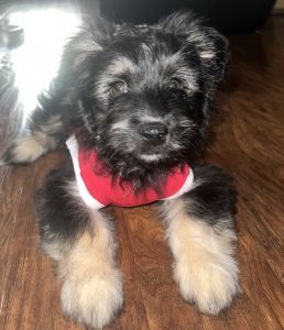 YorkiePoo Puppy