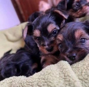 Cute Yorkie