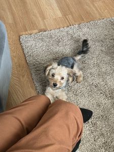 Yorkiepoo Puppy