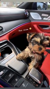 Yorkie puppies