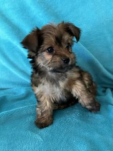 Yorkie poo female 8 weeks old