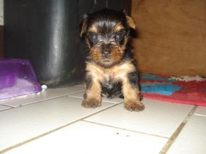 vica needs a new happy family