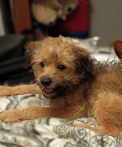 Yorkiepoo male puppy for sale