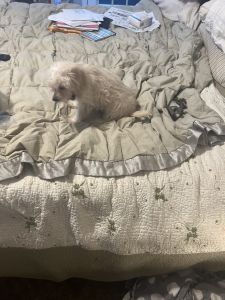 Adorable Miniature Yotkipoo