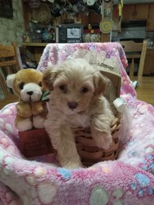 Rose's Adorable Yorkiepoos