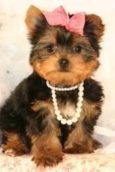 Lovely Face Yorkie Puppies Tex ***