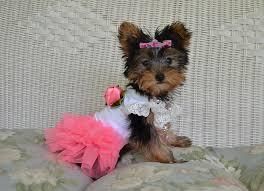 yorkie dogs