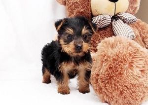 Home raised yorkie puppies for rehoming