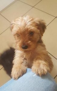 *** Micro Yorkiepoo Puppy For Re-homing