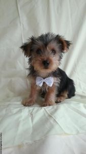 CKC Toy Yorkie Puppies