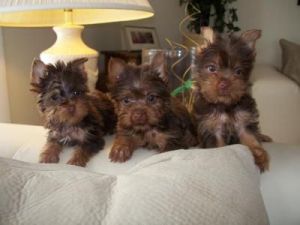 Adorable Yorkie puppies