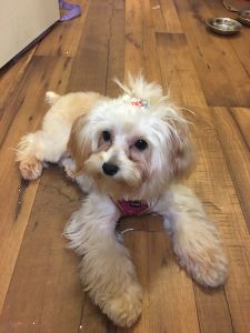 Cute Yorkiepoo Puppy