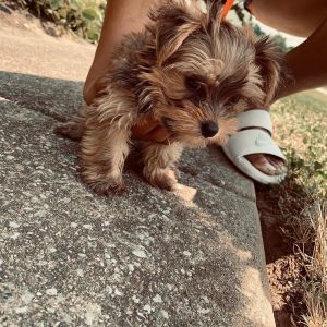 Yorkiepoo puppy