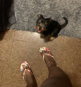 Selling a yookiepoo dog