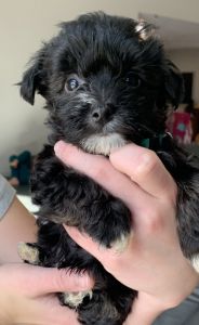 Yorkiepoo MN