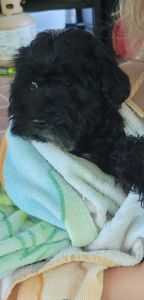 Puppy, girl, 11weeks, plus crate