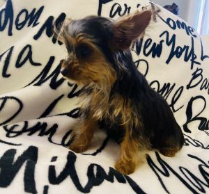 Female teacup yorkie