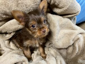 10 week old chocolate yorkie