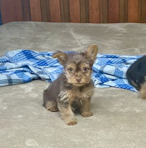 10 week old chocolate yorkies