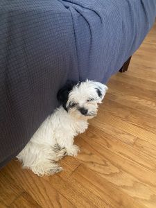 Yorkie shitzu for sale