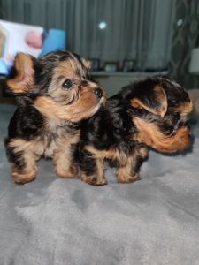 Home raised yorkie puppies