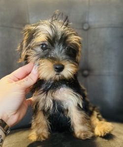 Female yorkie