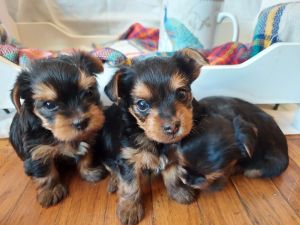 Amazing Yorkie Terrier Pups