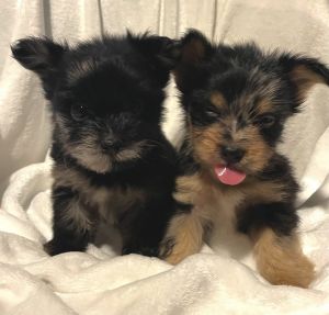 Two Designer Male Blue Merle Yorkies