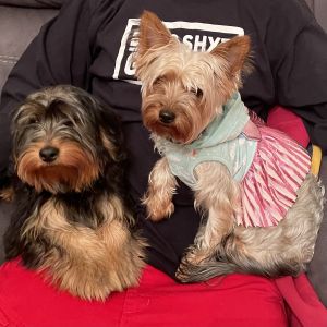 $500 Male black&tan 15mos., $500 Female-2 1/2