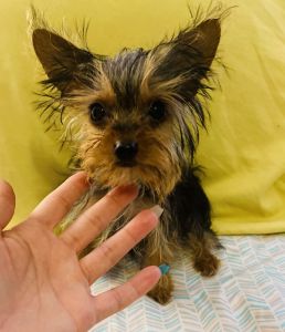 Teacup yorkie
