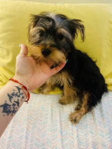 Female yorkie