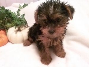 beautiful yorkie puppies