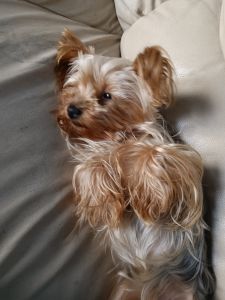 1 Year old female yorkie