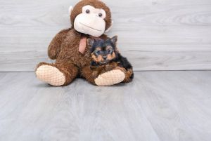 Yorkie puppies