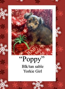AKC Yorkie pups