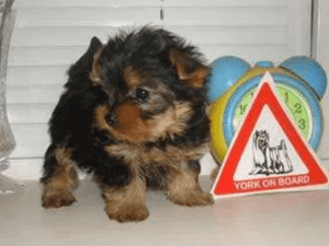 Yorkshire Terrier Puppies