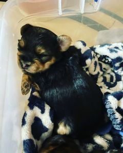 Hi, I am Kisses a yorkie