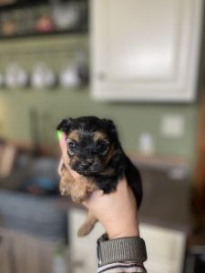 Akc puppies available