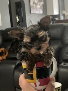 Female teacup yorkie