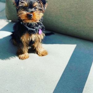 Quality Tiny Yorkie Puppies