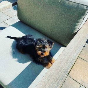 Tiny Adorable Baby Yorkie Puppy