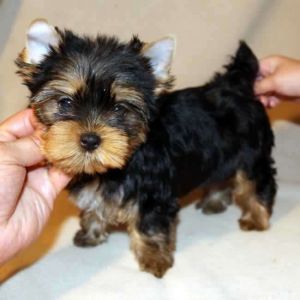 Super adorable Yorkie Puppies.
