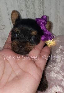Adorable Female Yokie read for her new home.