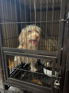 Mixed Yorkie very cute