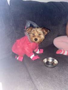 Selling Yorkie
