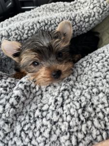 3 month old yorkie boy