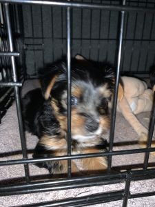 Full blooded mini Yorkies