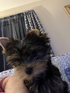 Yorkie 14 weeks old