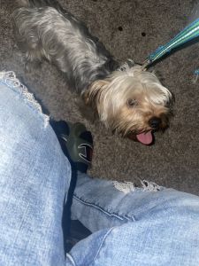 Yorkie for sale