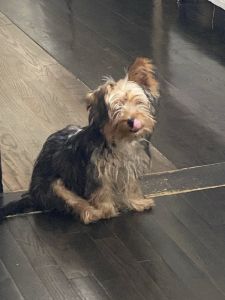 Beautiful, tiny adorable, playful Yorkshire terrier